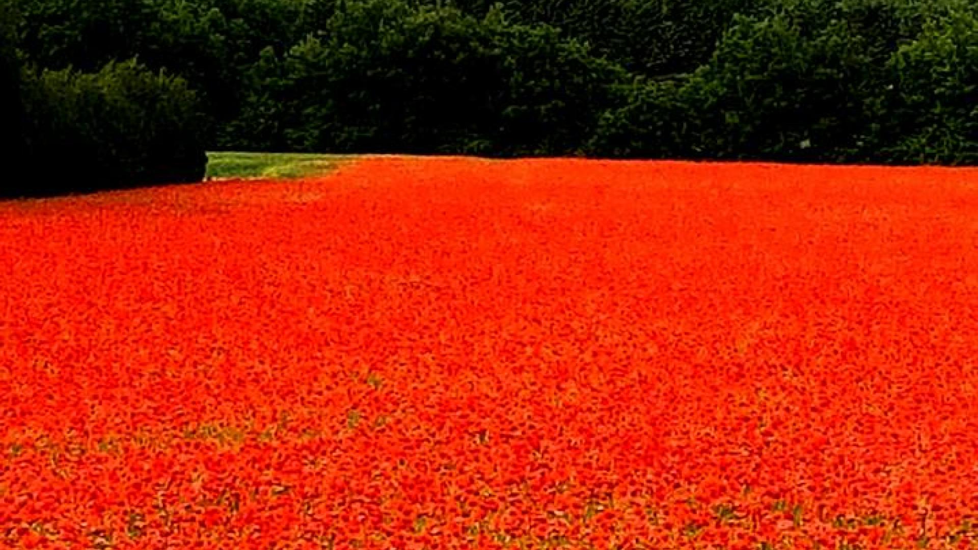 les Coquelicots 